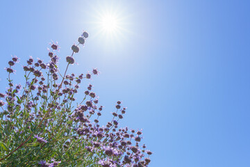 Wall Mural - Cleveland Sage, Salvia clevelandii, close-up with clear blue sky and bright shining sun  on background with copy space