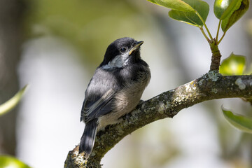 Wall Mural - Black-capped chickadee bird