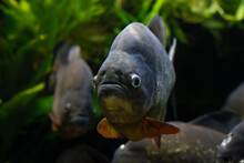 Red Bellied Piranah Close Up Swimming In An Aquarium