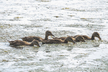 Wall Mural - ducklings are looking for food in the ponds of the wetlands