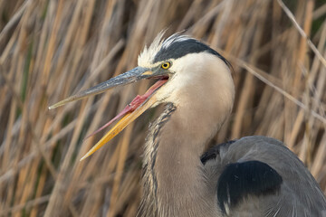 Wall Mural - great blue heron gets a close up while in the shallows of the wetlands