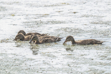 Canvas Print - ducklings are looking for food in the ponds of the wetlands