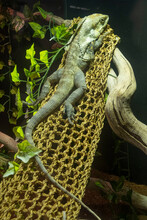 The Frilled Lizard (Chlamydosaurus Kingii), Also Known Commonly As The Frill-necked Lizard, Frilled Dragon Or Frilled Agama, Is A Species Of Lizard In The Family Agamidae.