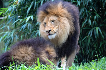 lion