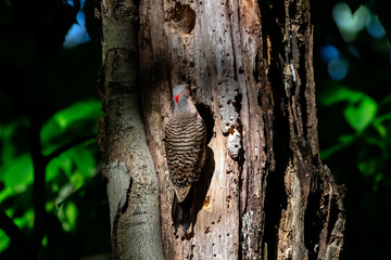 Poster - The Northern flicker (Colaptes auratus) nesting in Wisconsin. North American bird.