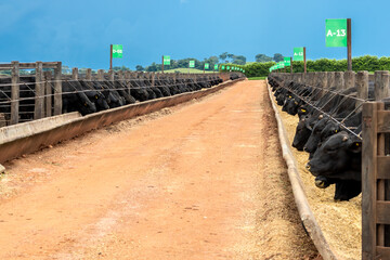 Wall Mural - Goias, Brazil, February 24, 2022. Angus cattle feed in the feeder of a confinement of a farm in Brazil