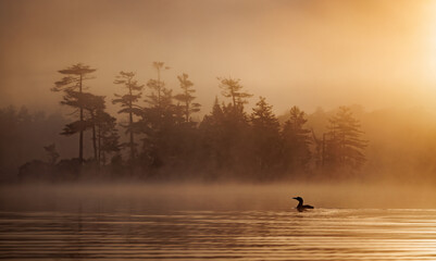 Wall Mural - Common loon at sunrise 