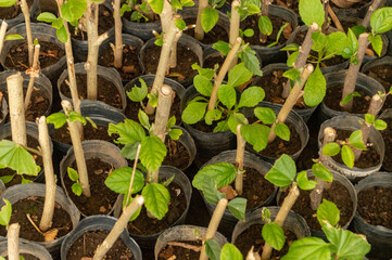 seedlings in the garden