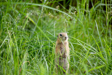 Wall Mural - a small young ground squirrel is sitting in the tall green grass