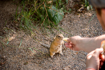 Wall Mural - wild fat cute gopher eats from human hands