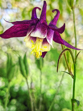 Columbine Aquilegia Flower In Macro View With Deep Purple Colors