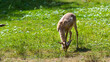 Persian gazelle (Gazella subgutturosa) browsing in a meadow