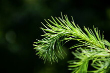 Small Lush Green Pine Tree Twig Or Branch. Macro View. Depicting Fresh Scent. Fine Pointy Needles. Soft Blurred Background. Gardening, And Nature Concept. Lively Summer Colors. Arborvitae.