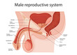 male reproductive system. penis medical vector illustration.