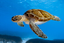 A Majestic Green Sea Turtle From Cyprus, Mediterranean Sea 