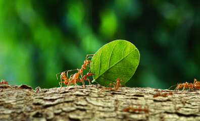 Ants carry the leaves back to build their nests, carrying leaves, close-up. sunlight background. Concept team work together.	                          