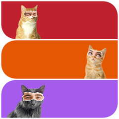 Wall Mural - Collage of funny cats with human eyes on color background with space for text