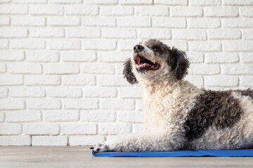 Wall Mural - Cute mixed breed dog lying on cool mat looking up on white brick wall background