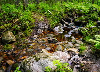 Wall Mural - Forest river creek water flow. Beautiful summer landscape with trees, stones and flowing water at sunny weather