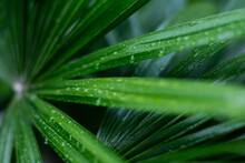 Natural Green Background. Large Raindrops On Green Leaves. Screen Saver