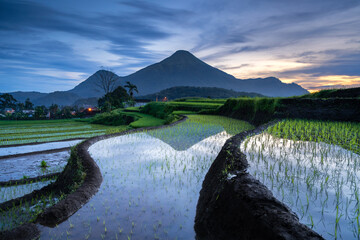 Paddy Field around Mount Penanggungan