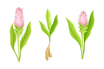 Wall Mural - Blooming aromatic herbal ginger plant with green leaves and flowers set vector illustration