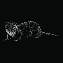 Weasel Hand Drawing Vector Illustration Isolated On Black Background