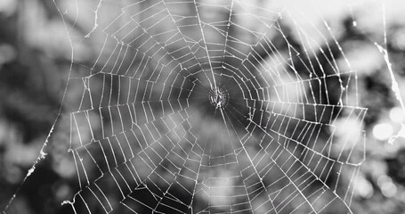Sparkling spider web in the morning sunshine black and white
