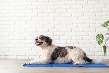 Cute Mixed Breed Dog Lying On Cool Mat Looking Up On White Brick Wall Background