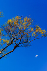 Wall Mural - Bright yellow leaves of the tree against the blue sky.