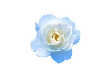 Beautiful blue rose blossom, isolated on white background. Blue rose bud top view on white background.