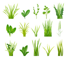 Green Bushes. Realistic Grass Illustrations Garden Botanical Decoration Decent Vector Bushes Collection