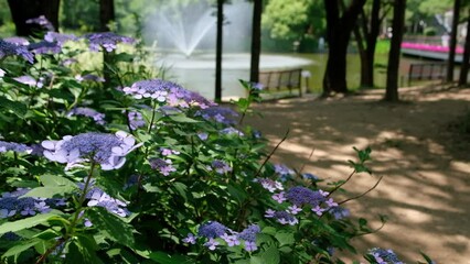 Sticker - Hydrangea flower at Seoul Forest Park in Seoul, Korea