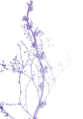 Poster - Isolated vector realistic plant, herb or twig in pastel  iridescent colors on white. Minimalist poster or card concept with delicate silhouettes of organic shapes. Modern abstract botanical artwork.