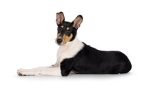 Cute Young Smooth Collie Dog, Laying Down Side Ways. Looking Towards Camera. Isolated On A White Background.