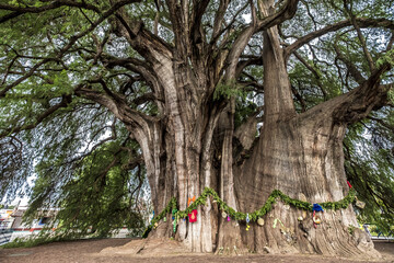 Arbol del Tule in Oaxaca Mexico