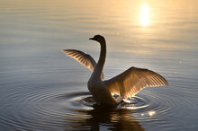 Beautiful Silhouette Of A White Swan In The Light Of The Setting Sun