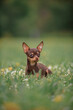 chihuahua puppy on the grass in park