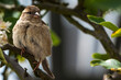 canvas print picture - Close-up of a sparrow sitting on a branch with green leaves
