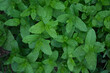 Background of green fresh mint leaves.