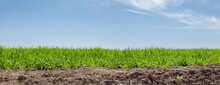 Green Grain, Wheat And Soil On Blue Clear Sky Background. Web Banner