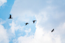 Four Black Cormorants Flying In Blue Sky. The Great Cormorant, Phalacrocorax Carbo