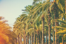 Plantation Of Date Palm Trees. Vintage Tropical Landscape. Beautiful Exotic Nature