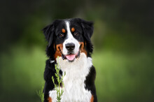 Happy Young Bernese Mountain Dog Portrait Outdoors In Summer
