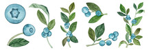 Watercolor Set Of Blueberry Sprigs Isolated On White Background. Wild Forest Blue Berries.