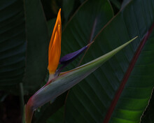 Closeup View Of Fresh Opening Bloom Of Colorful Tropical Strelitzia Reginae Aka Bird Of Paradise Or Crane Flower On Dark Natural Background