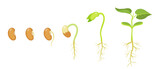 Fototapeta  - Phases of germination and development of bean seed.