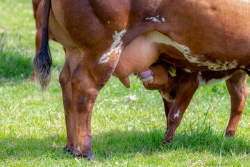 Selective focus of a calf suckling milk from mother's udder, Young female orange brown Dutch cow and baby on green grass meadow, Open farm with dairy cattle on the field in countryside in Netherlands.