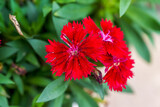 A blooming beautiful red dianthus flower in the garden