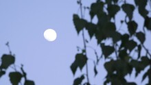 A Bright, Almost Full Moon, Shining On The Sky In An Early Evening Light, Between The Tree Branches.